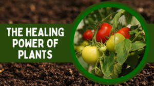 The Healing Power of Plants